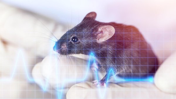 Informatique et hygiène : la lutte contre les menaces électroniques et biologiques